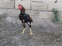 Chickens — الصورة 6