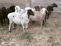 公羊, Sheep — 照片 2