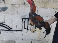 Chickens — الصورة 1