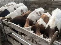 Toro, Simmental cattle — foto 7