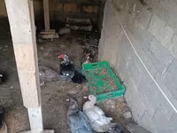 Ducks — الصورة 1