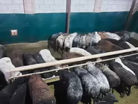 كبش, الأغنام — الصورة 4