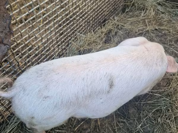 Sow, Pigs