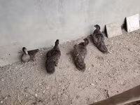 डोमेस्टिक मस्कोवी — फ़ोटो 1