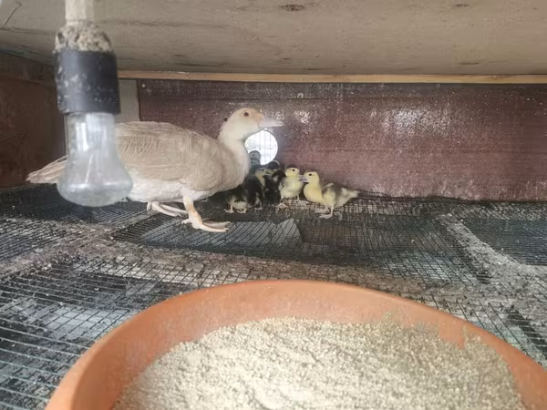 Ducks