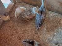 Chickens — 3-rasm