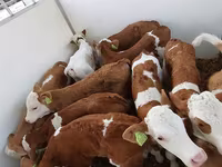 Toro, Simmental cattle — foto 1