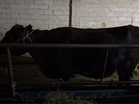 Kuh, Latvian Blue cattle — Foto 2