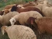 أغنام (دفعة، الجنس غير محدد), الأغنام — الصورة 3