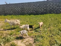 عنزة, الماعز — الصورة 3