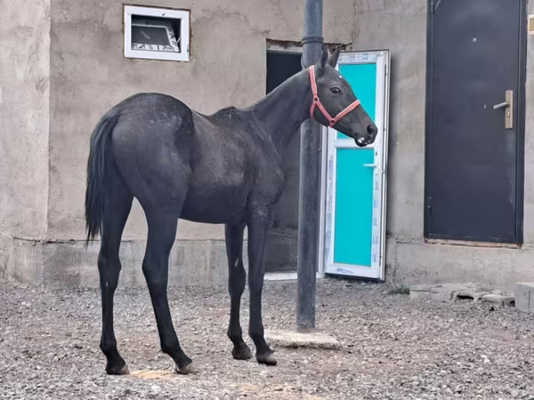 At, Thoroughbred horse