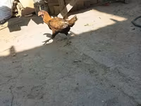 Chickens — photo 8
