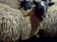 母羊, Romanov sheep — 照片 7