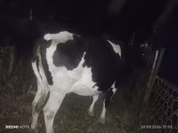 Kuh, Holstein-Rasse — Foto 5
