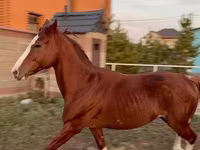 Horse (M), Arabian horse — photo 2