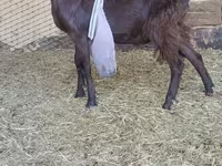 تيس, LaMancha goats — الصورة 4