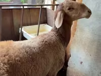 Ram, Arashan sheep — photo 3