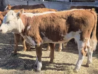 Rinder (Partie, Geschlecht nicht angegeben), Swiss cattle — Foto 2
