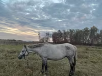 Mare, Horse breed — photo 6