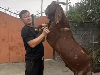 Cabro, Kamori goats — foto 2