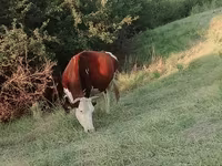 بقرة, Latvian Blue cattle — الصورة 1