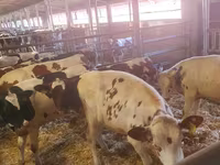 Bovinos (lote, sexo no especificado), Russian Black pied cattle — foto 1