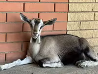 Ziege, Saanen goat — Foto 5