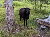 Qoç, Romanov sheep — foto 1