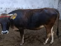 Bull, Alatau breed — photo 1