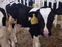 Buğa, Simmental cattle — foto 7
