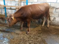公牛, Red-spotted breed — 照片 6