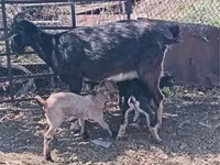 عنزة, Alpine goat — الصورة 1