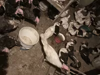 Turkeys — الصورة 5
