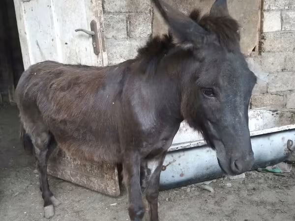 Кінь, Коні