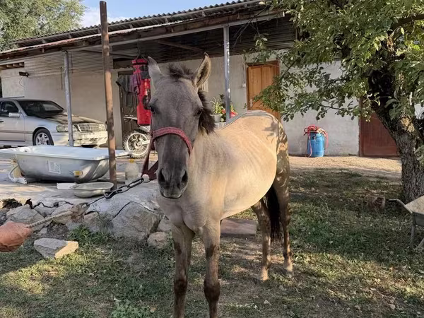 حصان, Tiger horse