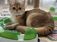 Brittish golden shinshilla ny11 dishi 10 ayliq — फ़ोटो 2