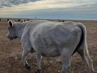 Sigir, Latvian Blue cattle — 1-rasm