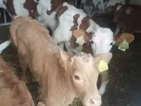Бұқа, Simmental cattle — 3-сурет