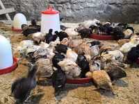 Chickens — Foto 2