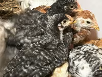 Chickens — Foto 1
