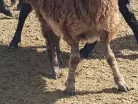 Қой, Edilbay sheep — 3-сурет
