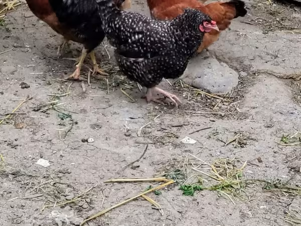 Chickens
