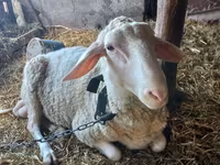 Qoʻchqor, Awassi sheep — 1-rasm
