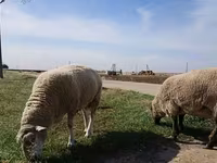نعجة, Romanov sheep — الصورة 7