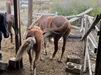 Бие, Horse breed — 4-сурет
