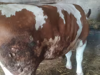 Cow, Simmental cattle — photo 2