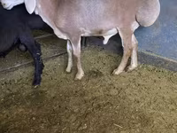 كبش, Edilbay sheep — الصورة 1