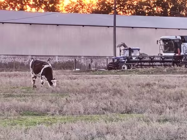 Kuh, Russian Black pied cattle
