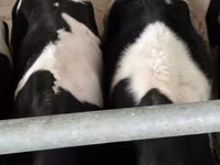 Bulle, Russian Black pied cattle — Foto 8