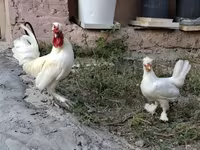 Chickens — Foto 2